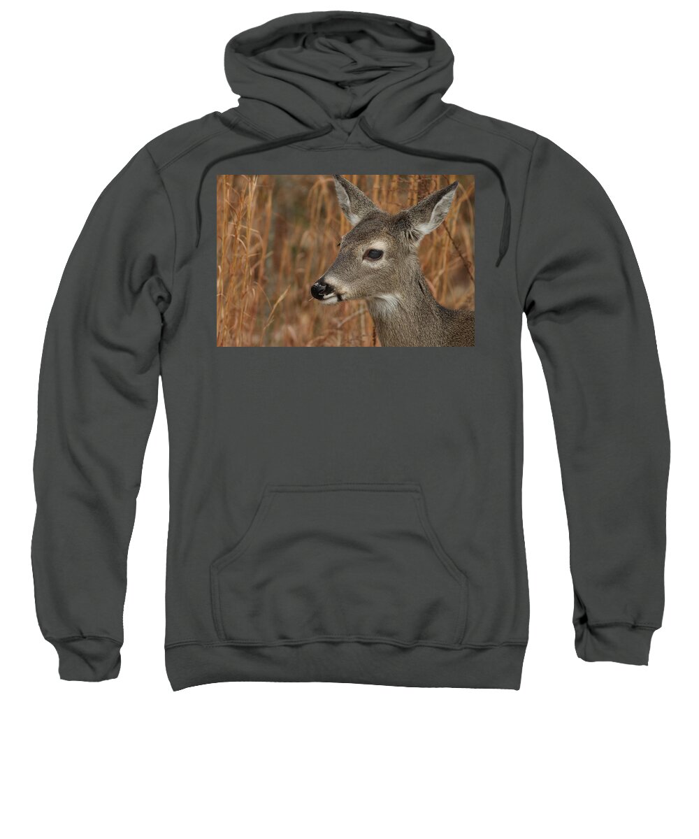 Odocoileus Virginanus Sweatshirt featuring the photograph Portrait Of Browsing Deer by Daniel Reed