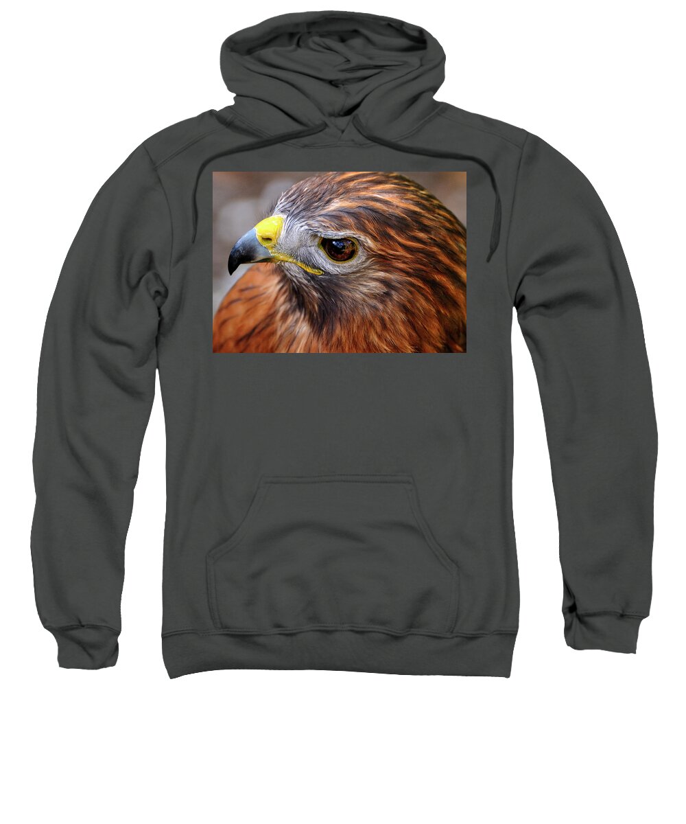 Red-tailed Sweatshirt featuring the photograph Red-tailed Hawk Close up by Bill Dodsworth