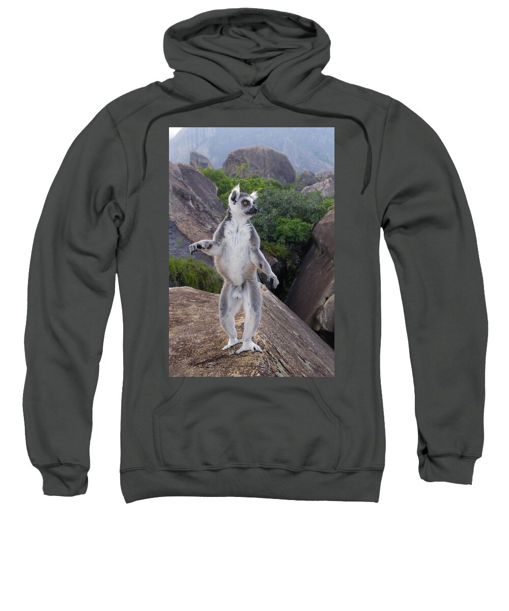 Mp Sweatshirt featuring the photograph Ring-tailed Lemur Lemur Catta Male by Pete Oxford