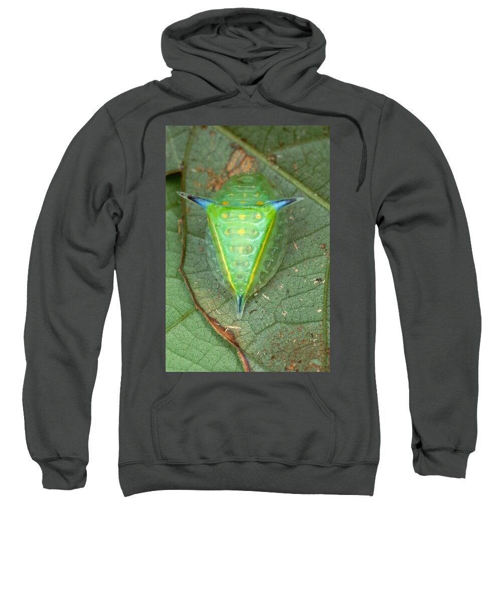 00129531 Sweatshirt featuring the photograph Slug Caterpillar in French Guiana by Mark Moffett