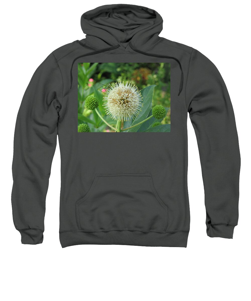 Grasshopper Sweatshirt featuring the photograph Snakeroot Rider by Mark Robbins