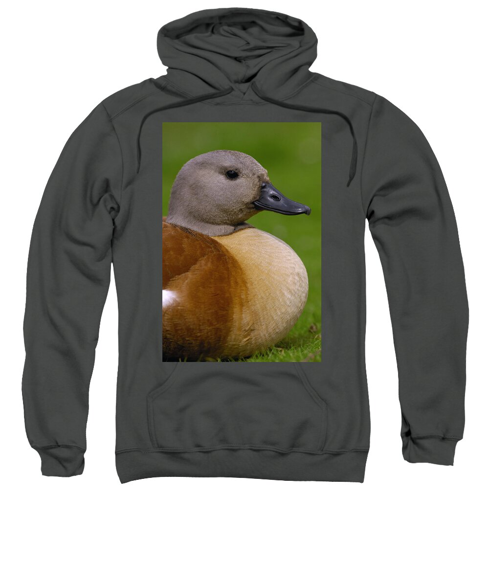 Mp Sweatshirt featuring the photograph South African Shelduck Tadorna Cana by Pete Oxford