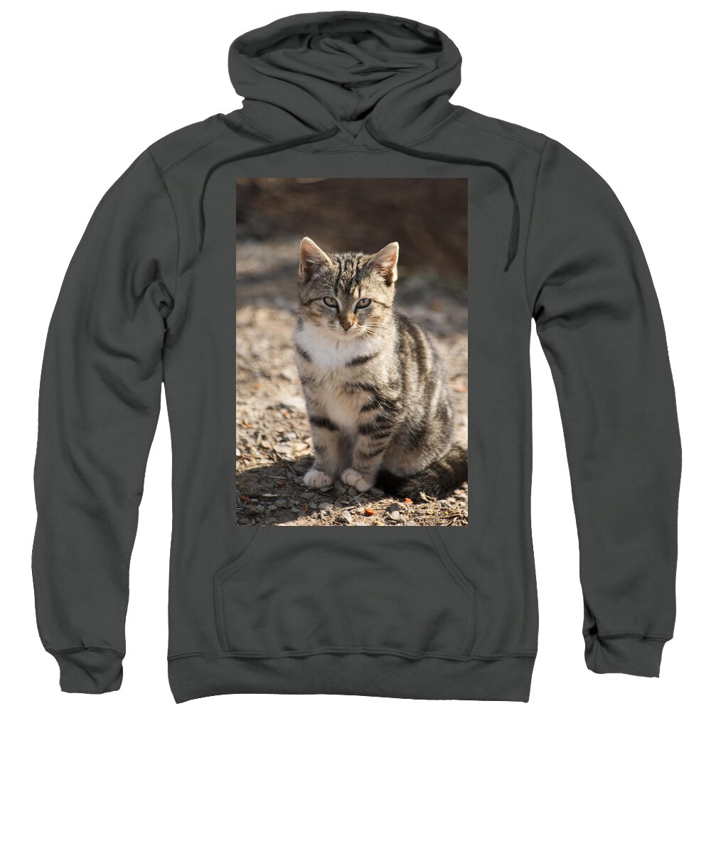 Sweetpea Sweatshirt featuring the photograph Sweetpea the Adorable Feral Kitty by Kathy Clark