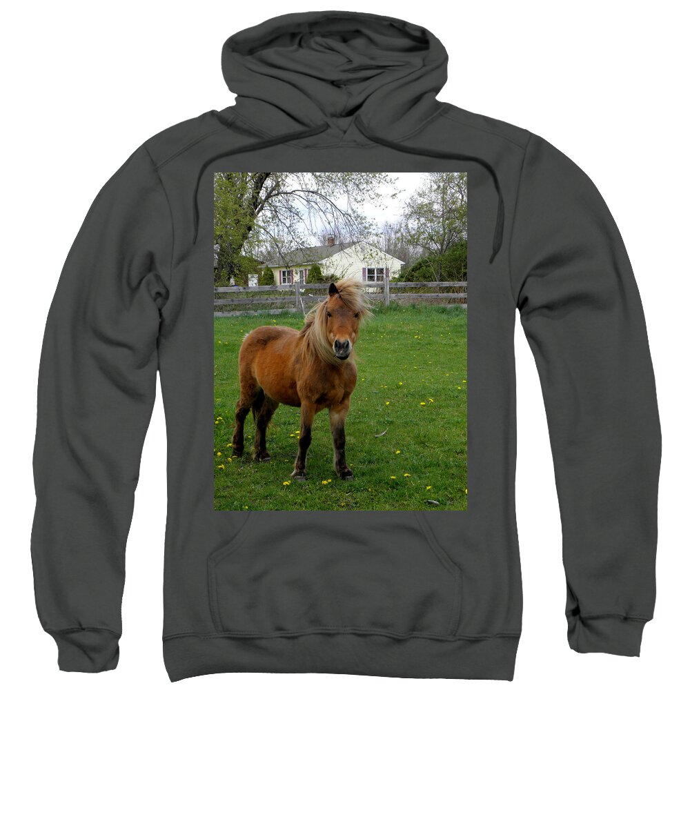 Miniature Pony Sweatshirt featuring the photograph Taking A Stand by Kim Galluzzo