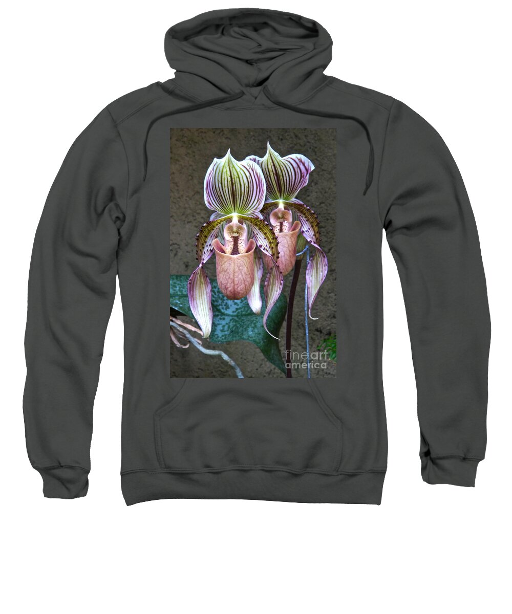 Slipper Orchids Sweatshirt featuring the photograph We Are Siamese If You Please by Byron Varvarigos