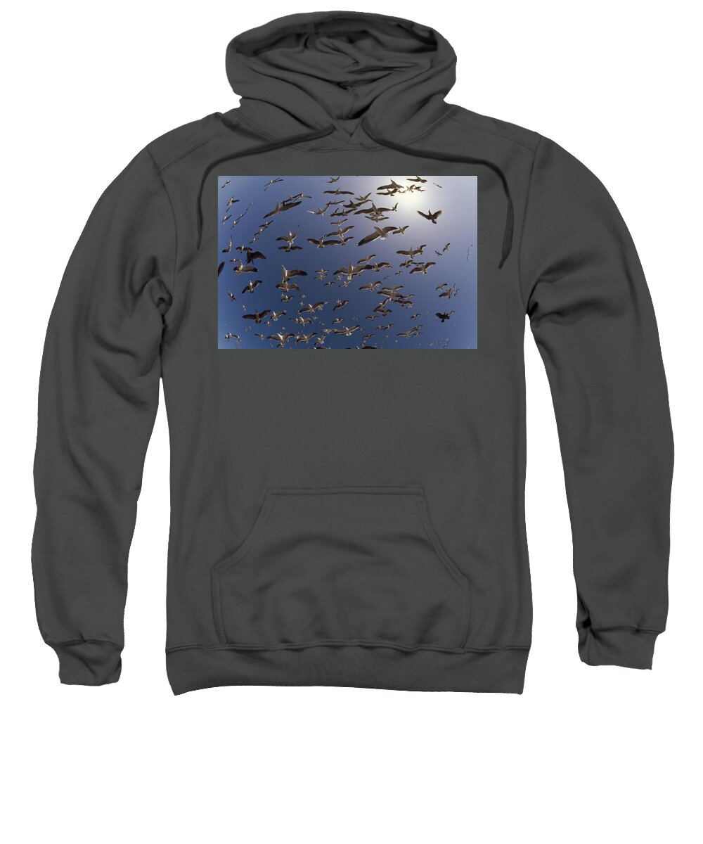 00173354 Sweatshirt featuring the photograph Western Gull Flock Flying North America by Tim Fitzharris