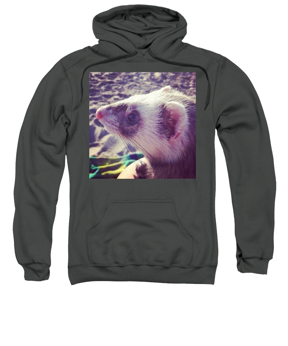 Petstagram Sweatshirt featuring the photograph Winnie At The Beach by Anna Porter