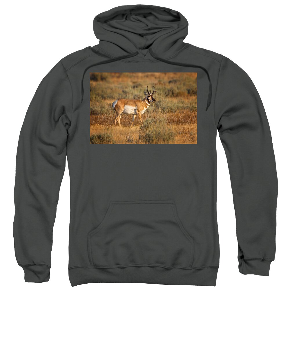 2012 Sweatshirt featuring the photograph Wyoming Pronghorn by Ronald Lutz