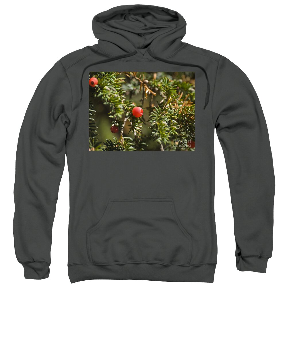 Berry Sweatshirt featuring the photograph Yew berries by Steev Stamford