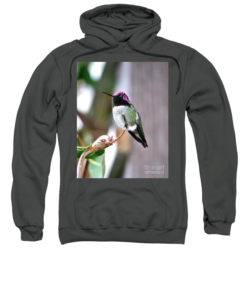 Denise Bruchman Sweatshirt featuring the photograph Anna's Hummingbird #2 by Denise Bruchman