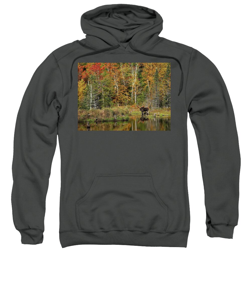 Moose Sweatshirt featuring the photograph Autumn Reflections #1 by Duane Cross