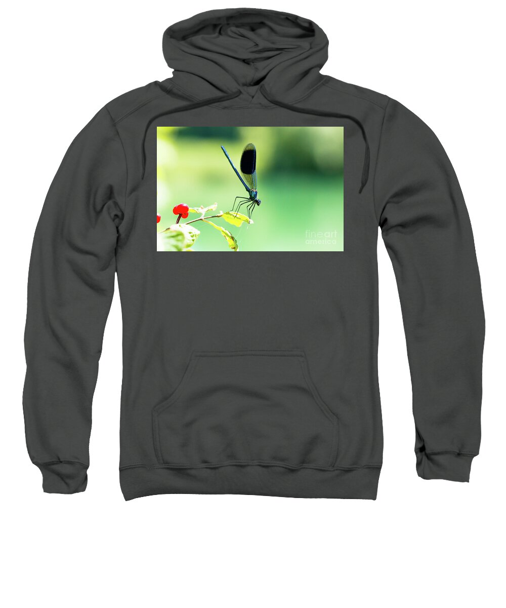 Countryside Sweatshirt featuring the photograph Broad-winged Damselfly, Dragonfly by Amanda Mohler