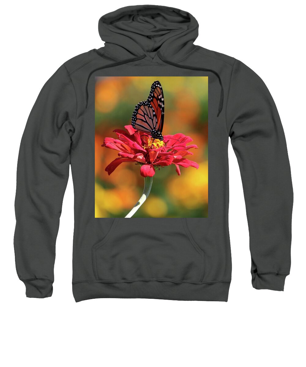 Butterfly Sweatshirt featuring the photograph Butterfly on Zinnia #2 by Harold Rau