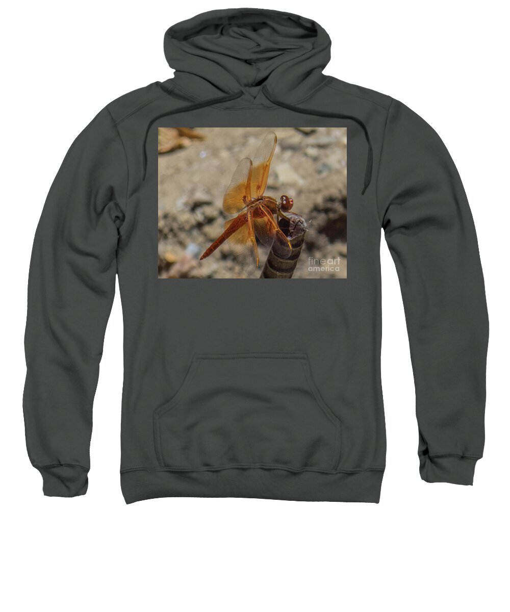 Dragonfly Sweatshirt featuring the photograph Dragonfly 18 by Christy Garavetto