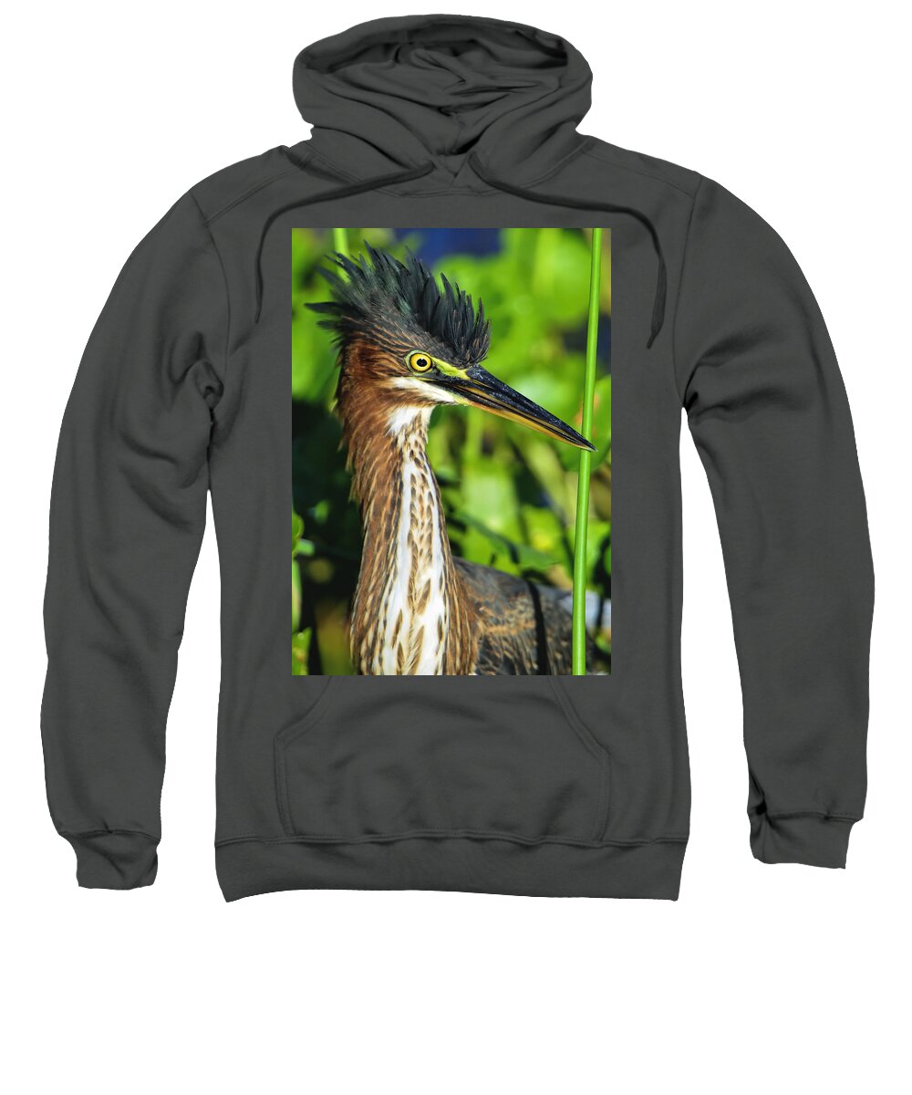 Dodsworth Sweatshirt featuring the photograph Green Heron #1 by Bill Dodsworth