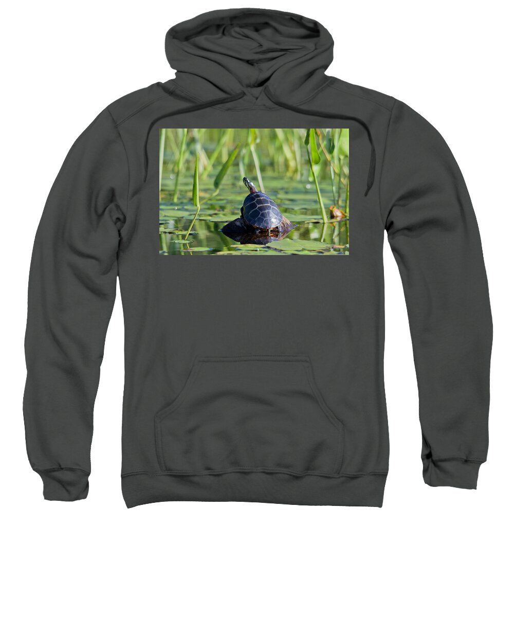Turtle Sweatshirt featuring the photograph Painted Turtle #1 by Benjamin Dahl