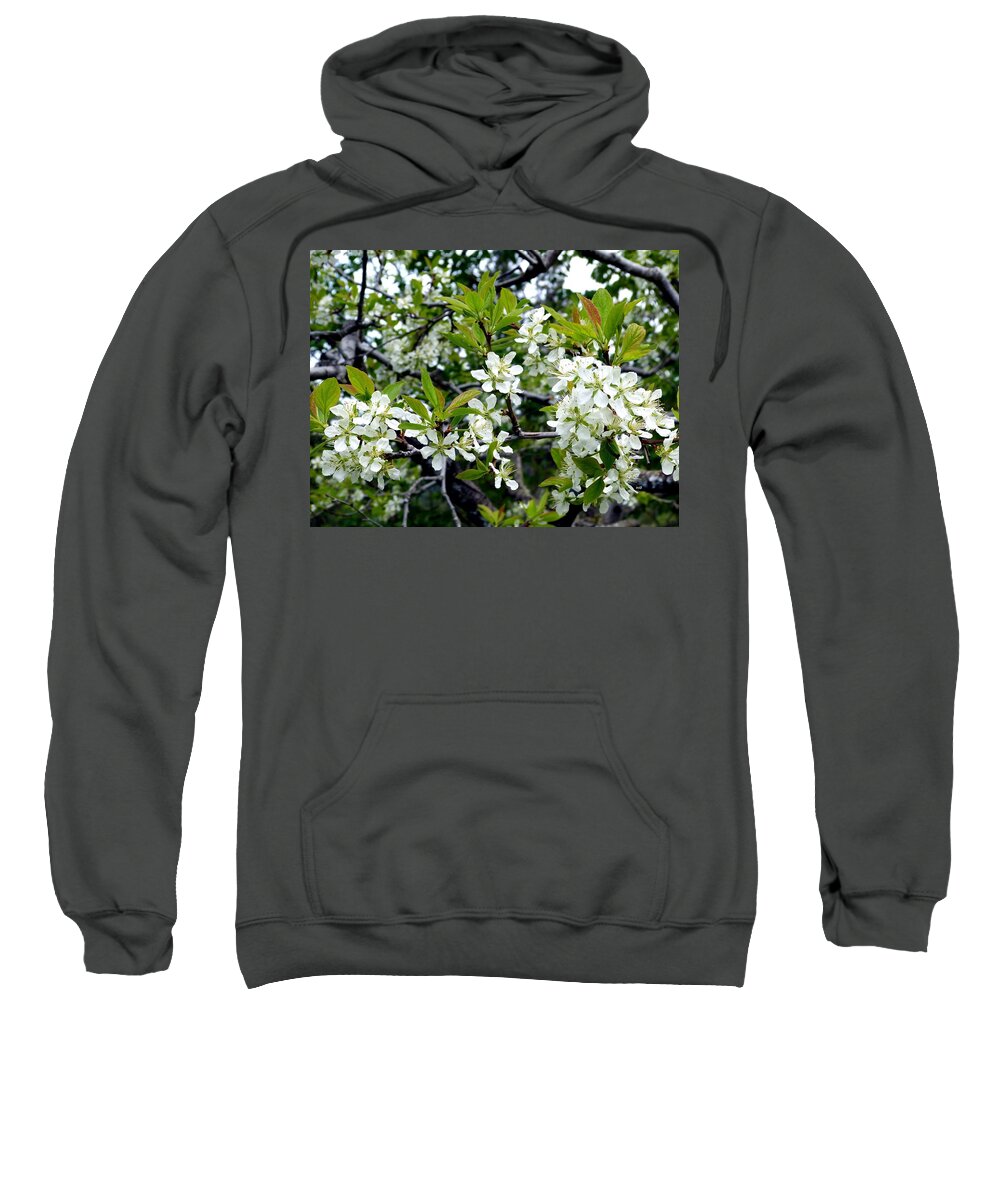 Blossoming Plum Sweatshirt featuring the photograph Prune Plum Blossoms #1 by Will Borden