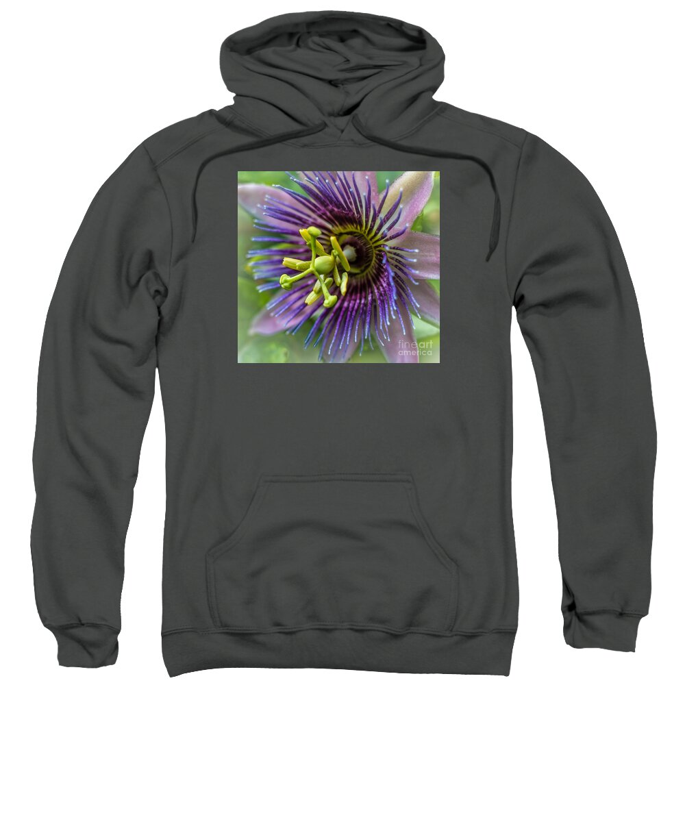 Nature Sweatshirt featuring the photograph Purple Passion #1 by George Kenhan