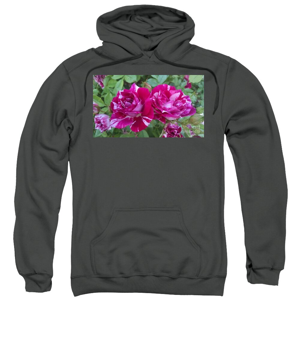 Floral Sweatshirt featuring the photograph Red and white rose #1 by Steven Wills