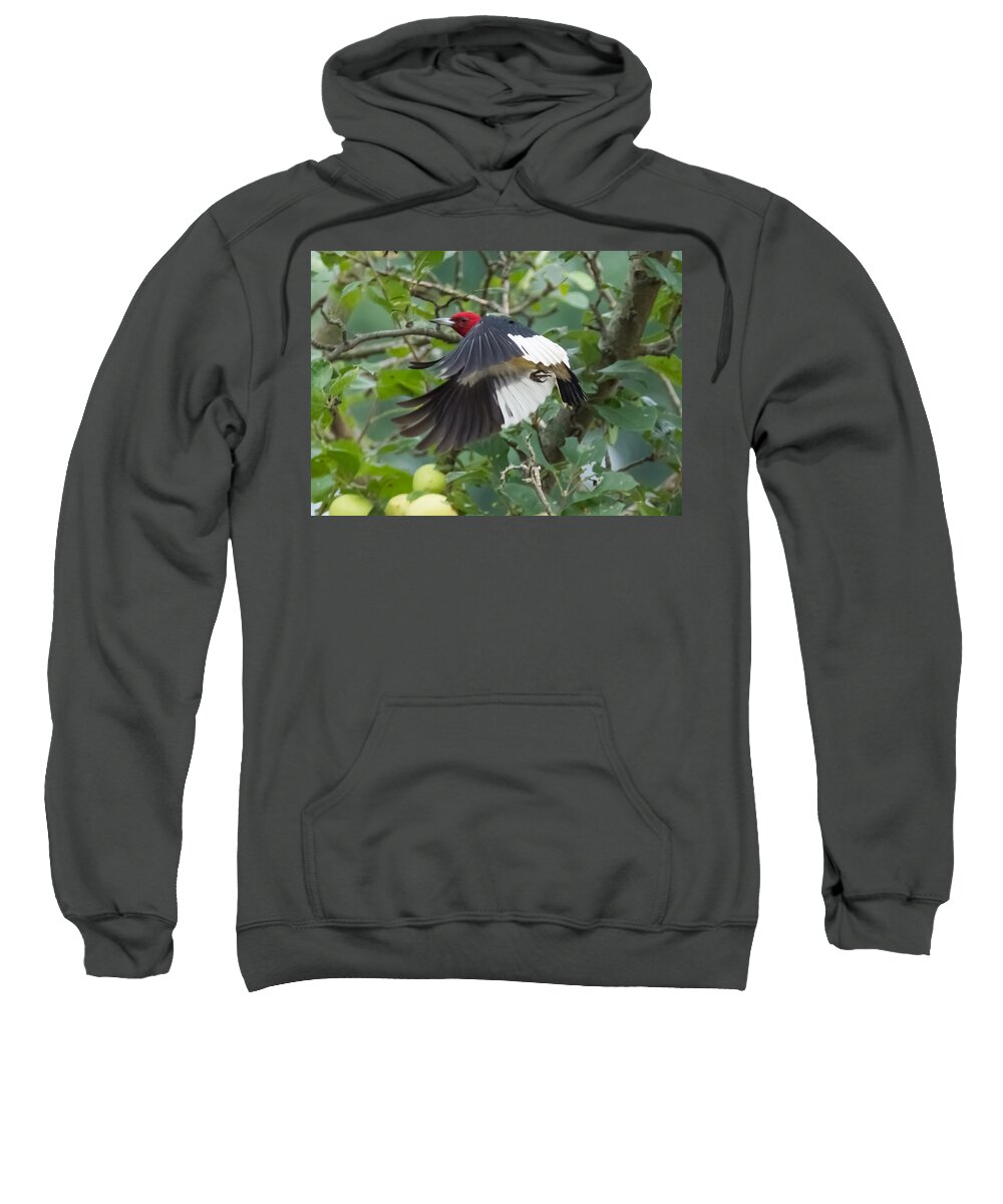 Red Headed Woodpecker Sweatshirt featuring the photograph Red-Headed Woodpecker #1 by Holden The Moment