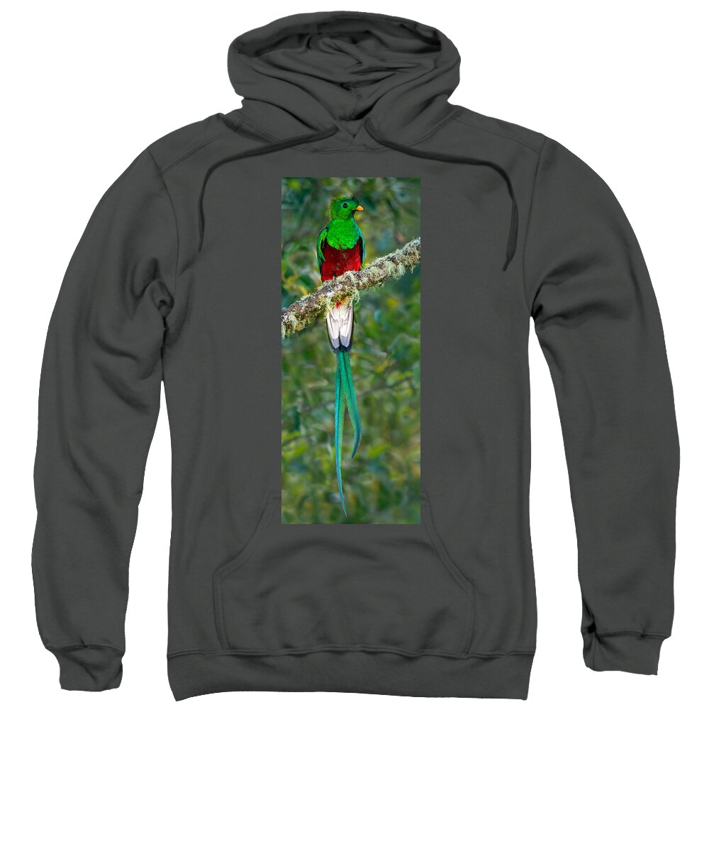Photography Sweatshirt featuring the photograph Resplendent Quetzal Pharomachrus #1 by Panoramic Images