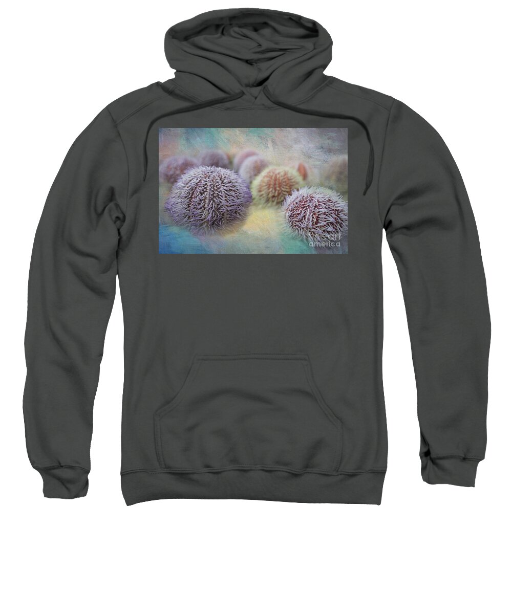 Sea Urchin Shells Sweatshirt featuring the photograph Sea Urchin Shells #1 by Eva Lechner