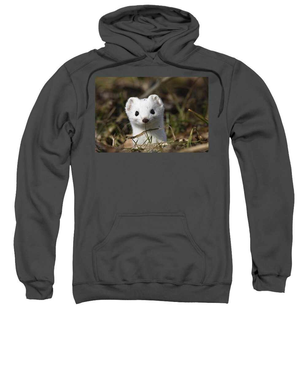 Mp Sweatshirt featuring the photograph Short-tailed Weasel Mustela Erminea #1 by Konrad Wothe