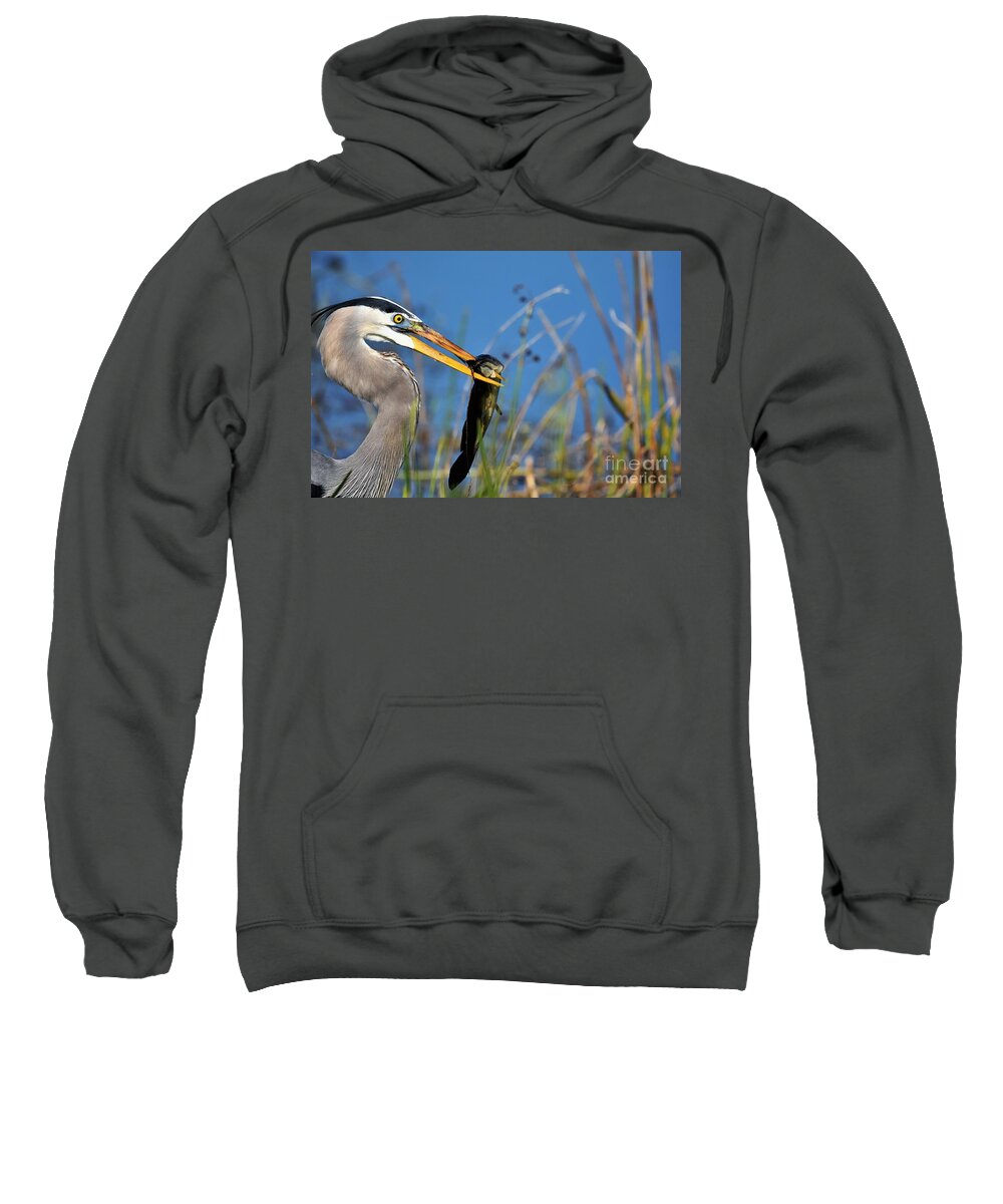 Great Blue Heron Sweatshirt featuring the photograph Snack Time #1 by Julie Adair