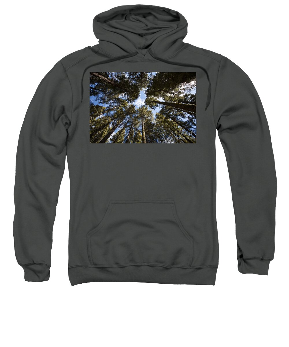 Sequoias Sweatshirt featuring the photograph Soaring Sequoias #1 by Timothy Johnson