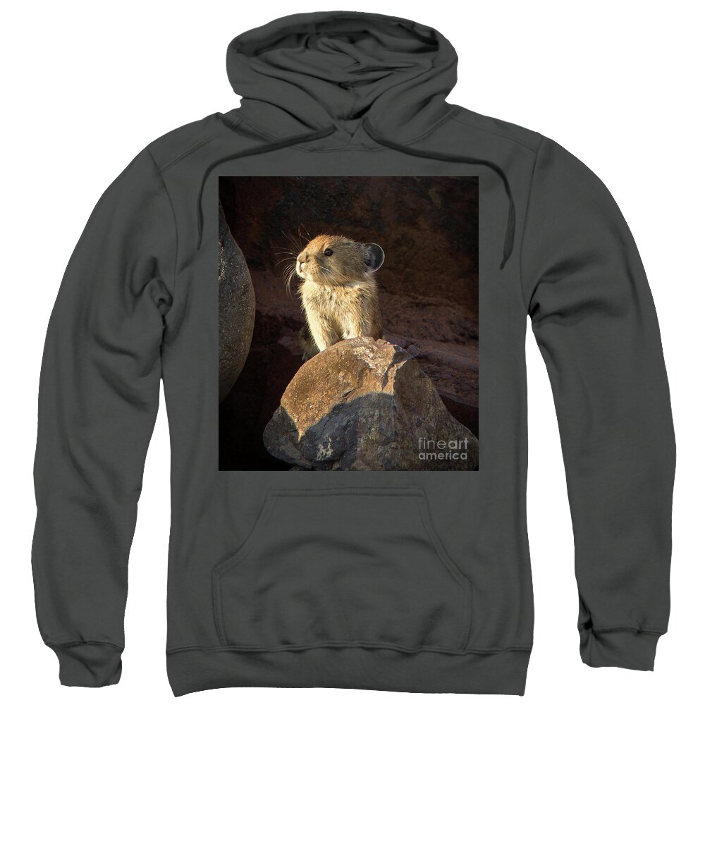 2016 Sweatshirt featuring the photograph The Coast is Clear Wildlife Photography by Kaylyn Franks #1 by Kaylyn Franks