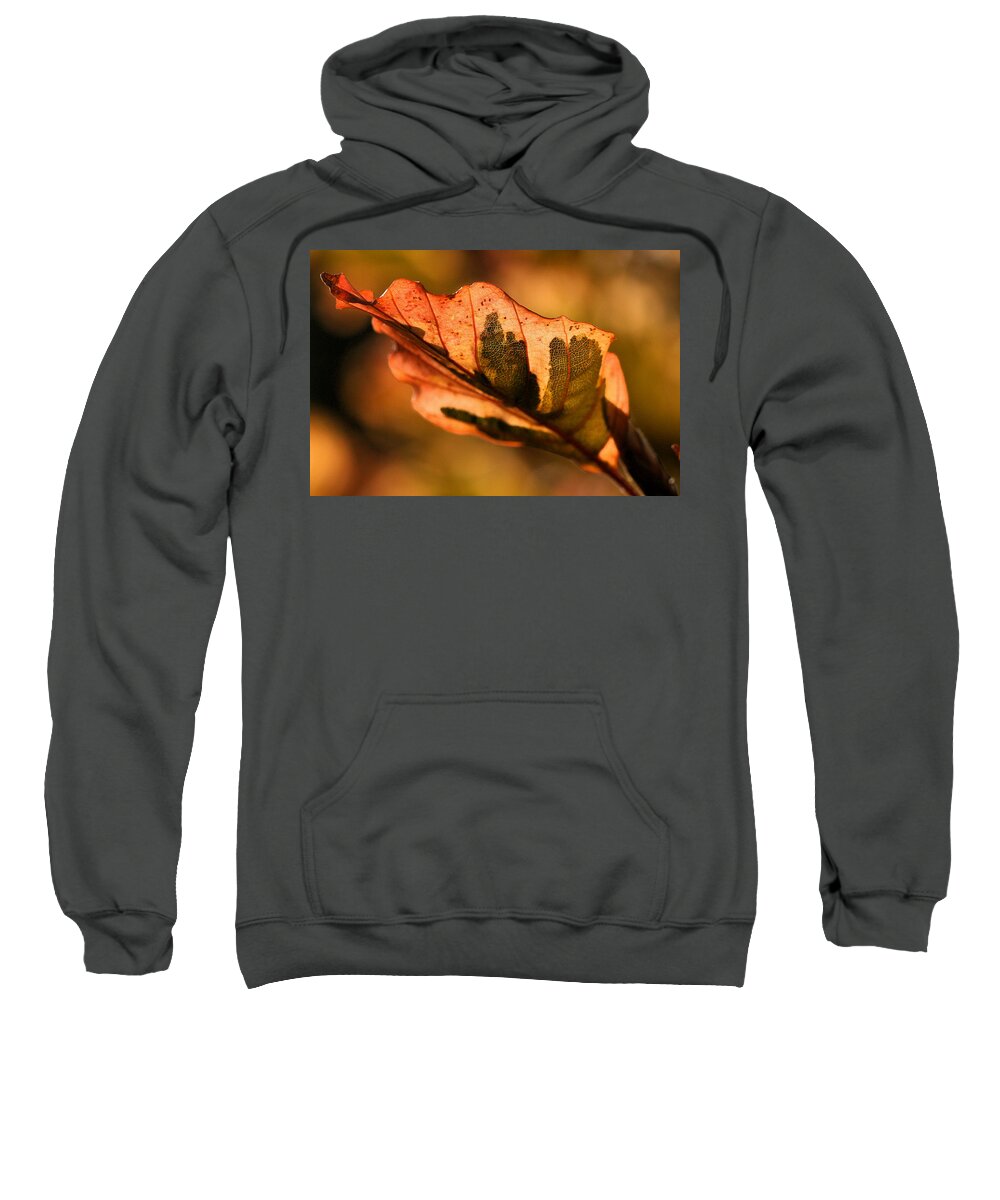 Fall Sweatshirt featuring the photograph Tri-Color Beech in Autumn #1 by Angela Rath