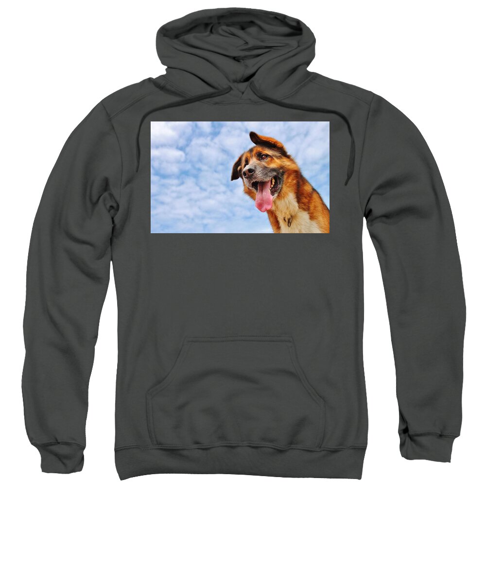 Dog Sweatshirt featuring the photograph Dog #104 by Jackie Russo