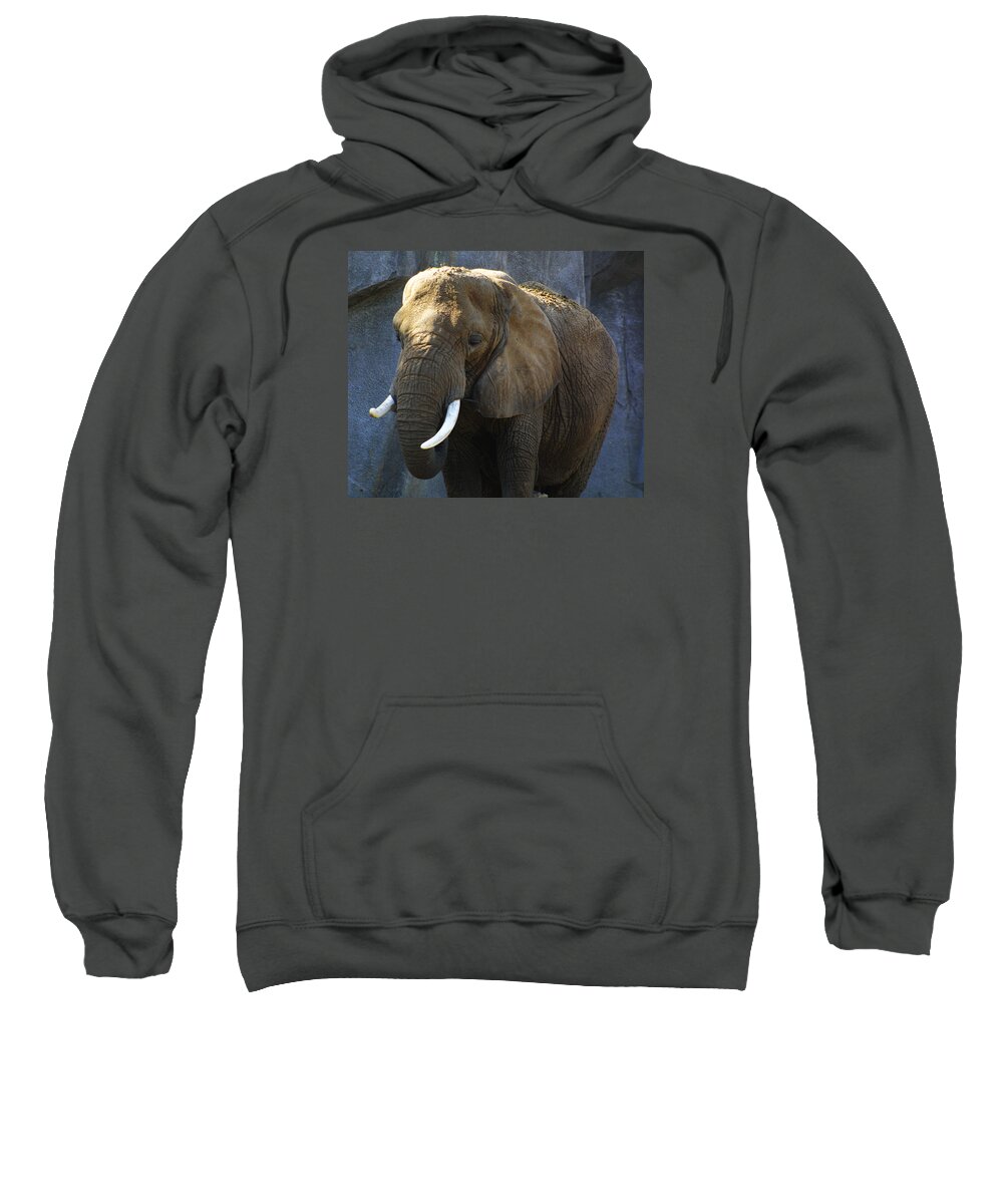 Zoo Sweatshirt featuring the photograph Zoo Scapes #11 by Jean Wolfrum