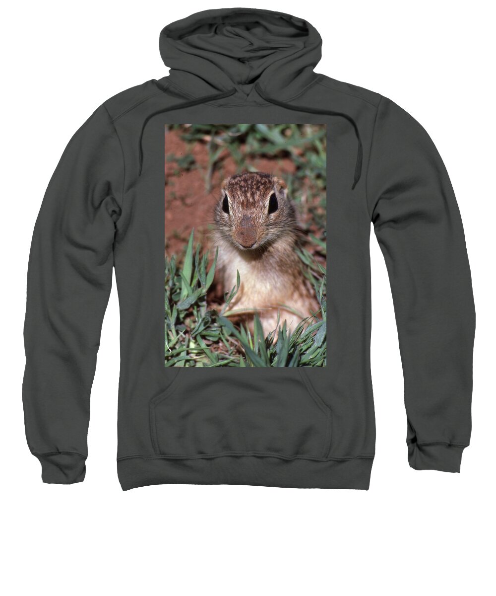 Ground Squirrel Sweatshirt featuring the photograph I'm Too Cute by Buck Buchanan