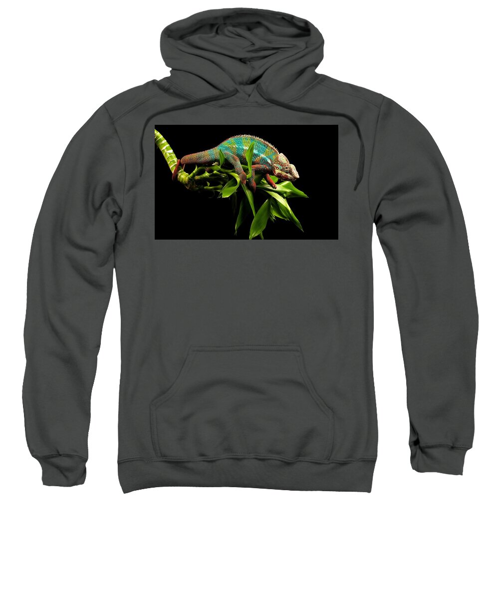 Lizard Sweatshirt featuring the photograph Lizard #2 by Mariel Mcmeeking