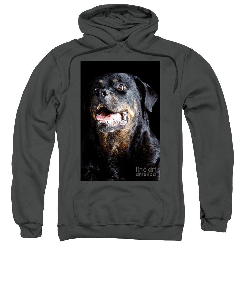 Animal Sweatshirt featuring the photograph Rottweiler dog #2 by Gunnar Orn Arnason