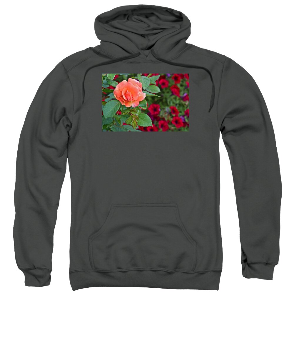 Rose Sweatshirt featuring the photograph 2015 Fall Equinox at the Garden Sunset Rose and Petunias by Janis Senungetuk