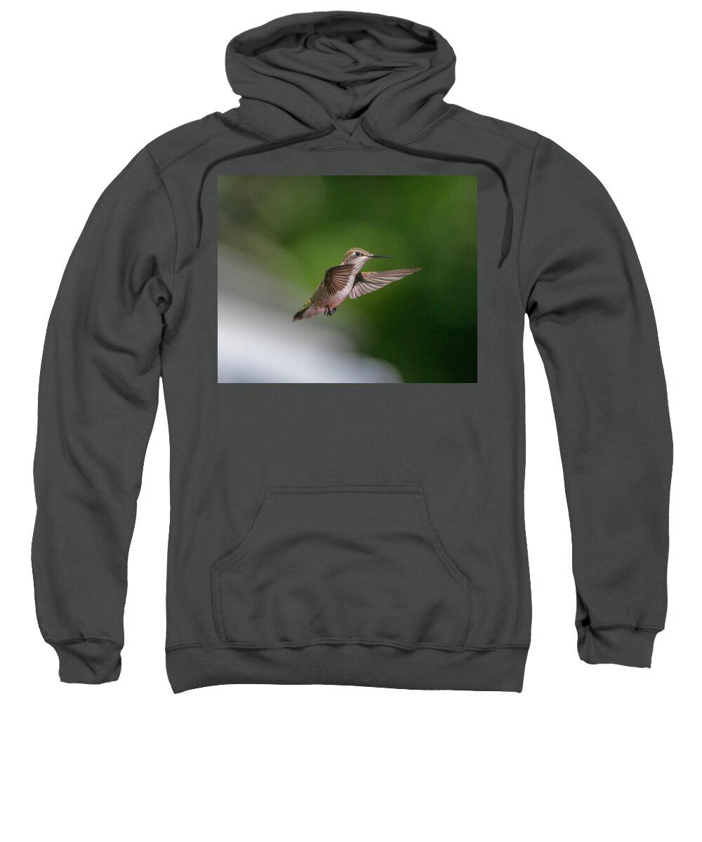 Hummers Sweatshirt featuring the photograph Female Ruby Throated Hummingbird #3 by Brenda Jacobs
