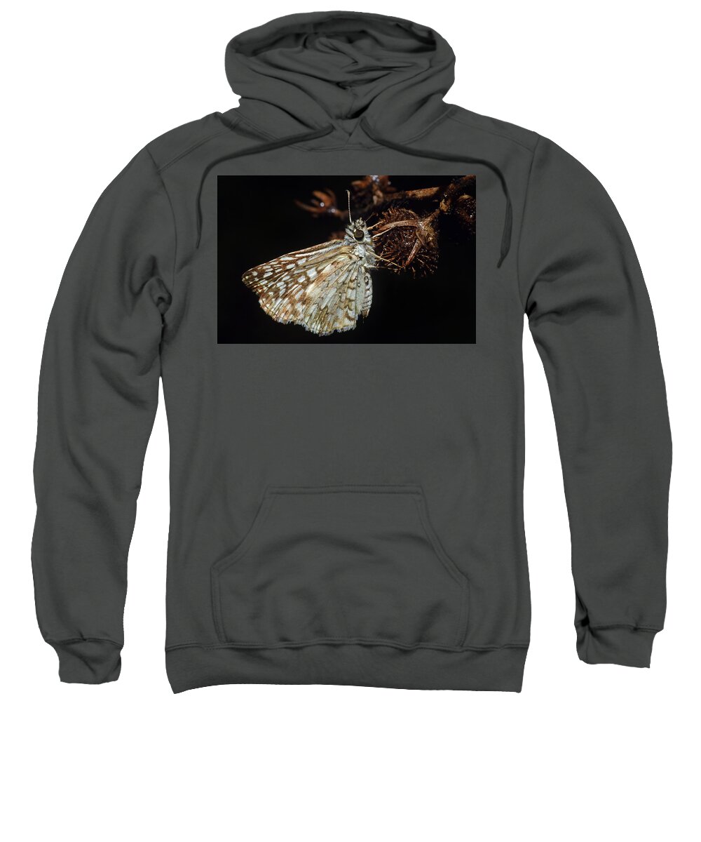 Photograph Sweatshirt featuring the photograph Skipper #3 by Larah McElroy