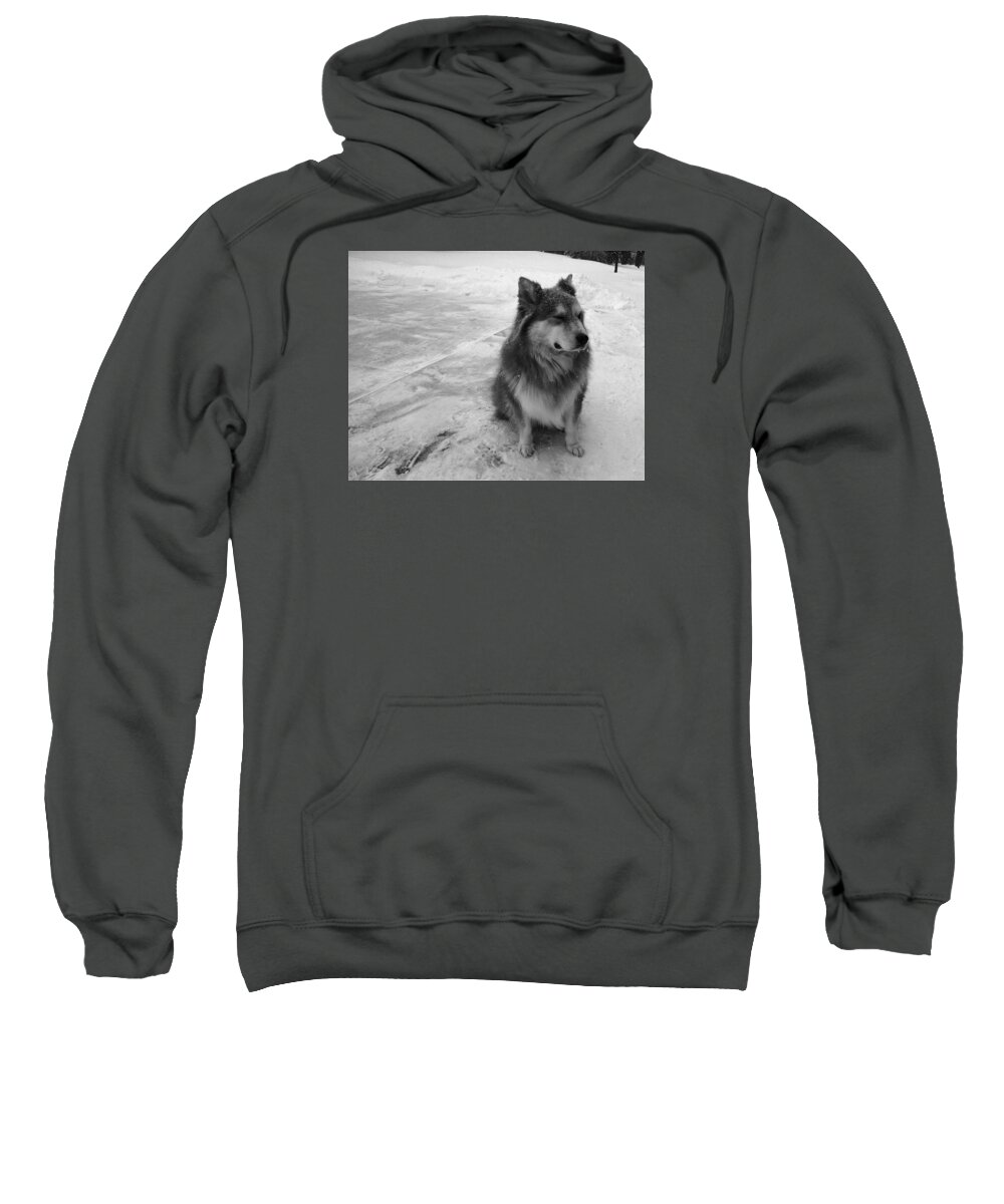 Dog Sweatshirt featuring the photograph The Wonder Dog #3 by Brad Nellis