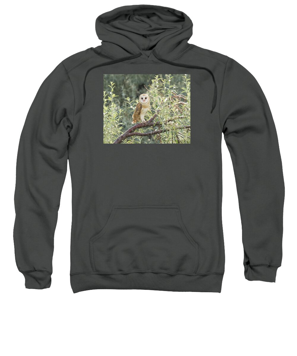 Bird Sweatshirt featuring the photograph Barn Owl #8 by Dennis Hammer