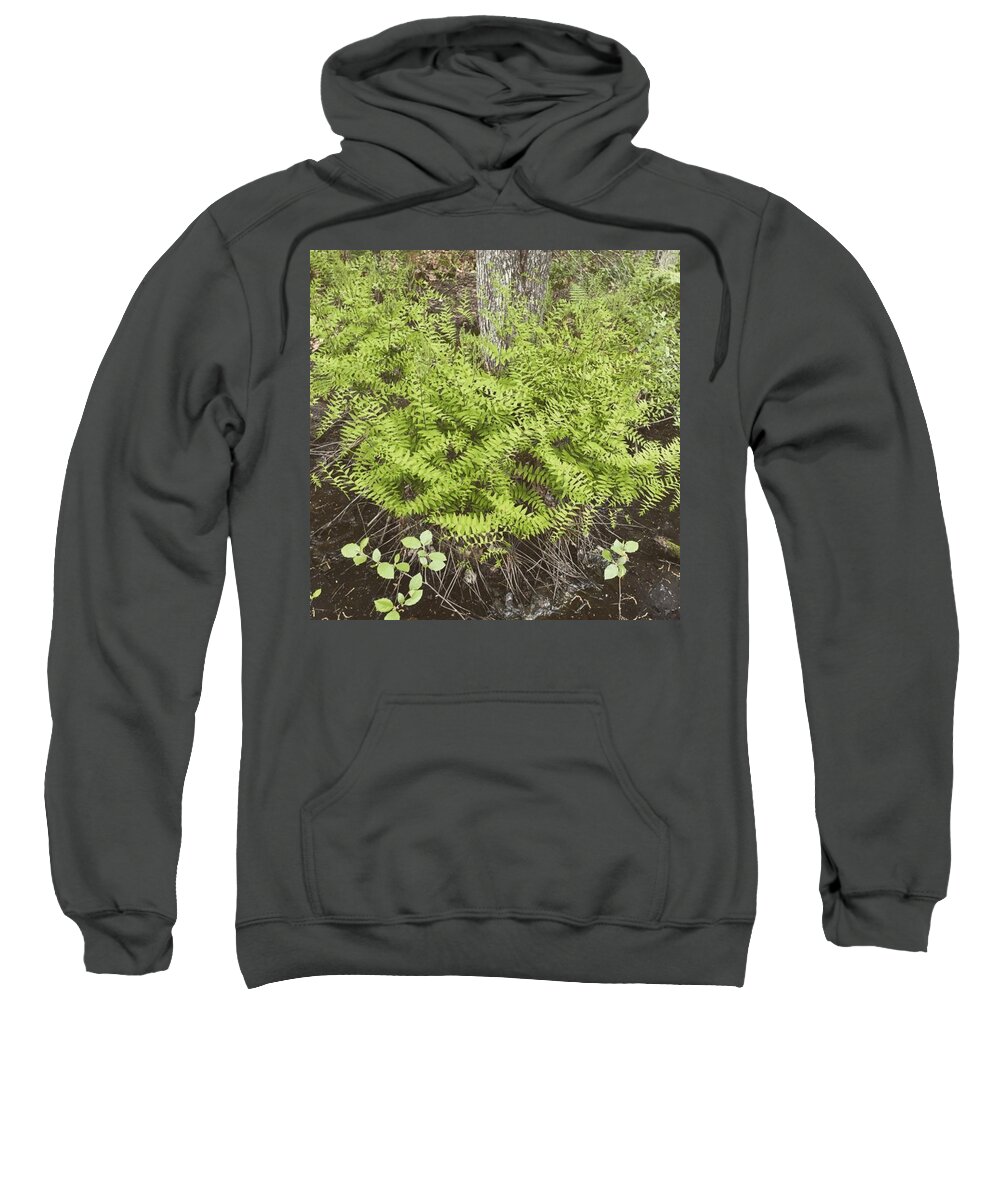 Ferns Sweatshirt featuring the photograph Ferns by Salamander Woods Studio-Homestead