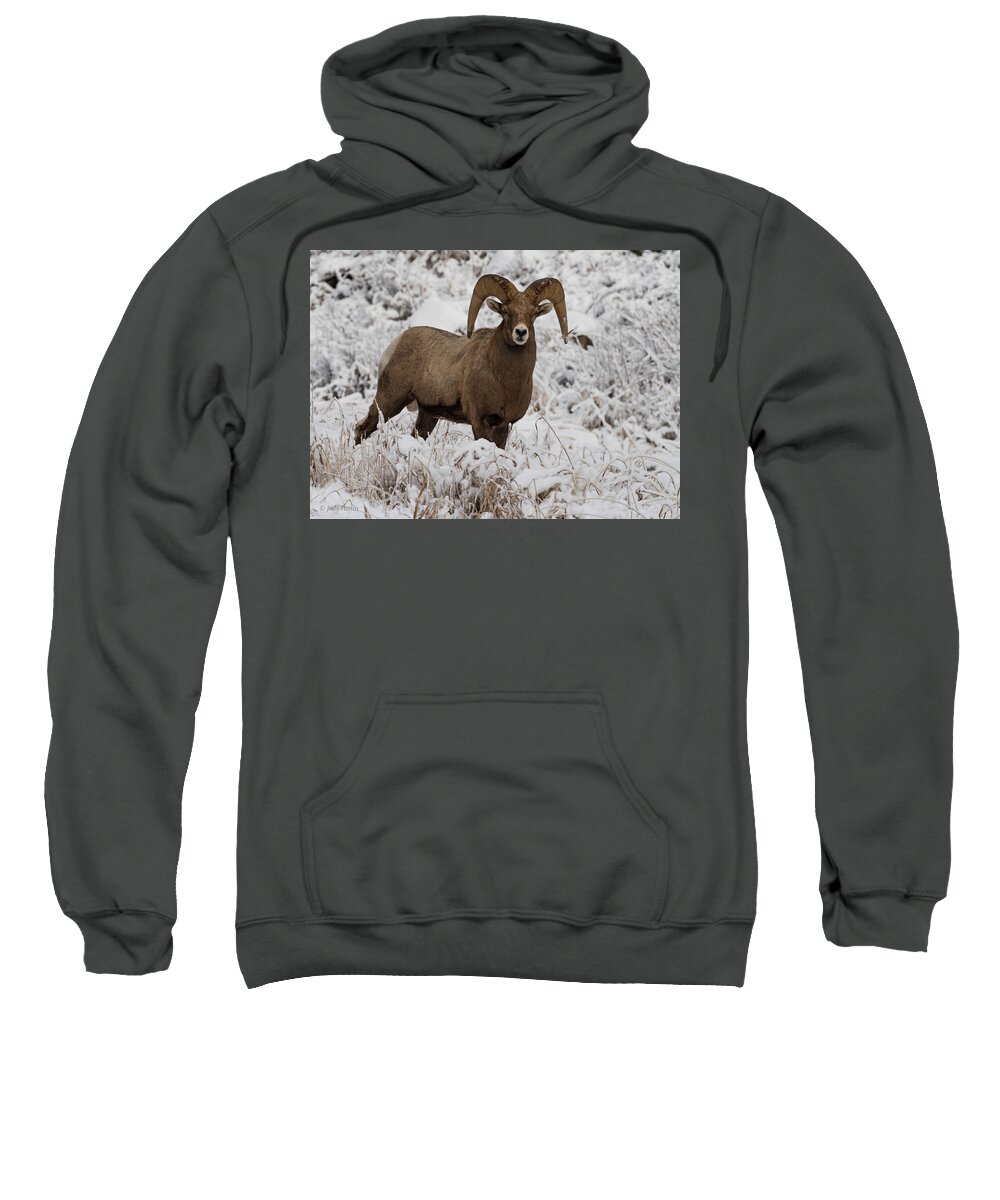 Wildlife Sweatshirt featuring the photograph A Bighorn Encounter by Jody Partin