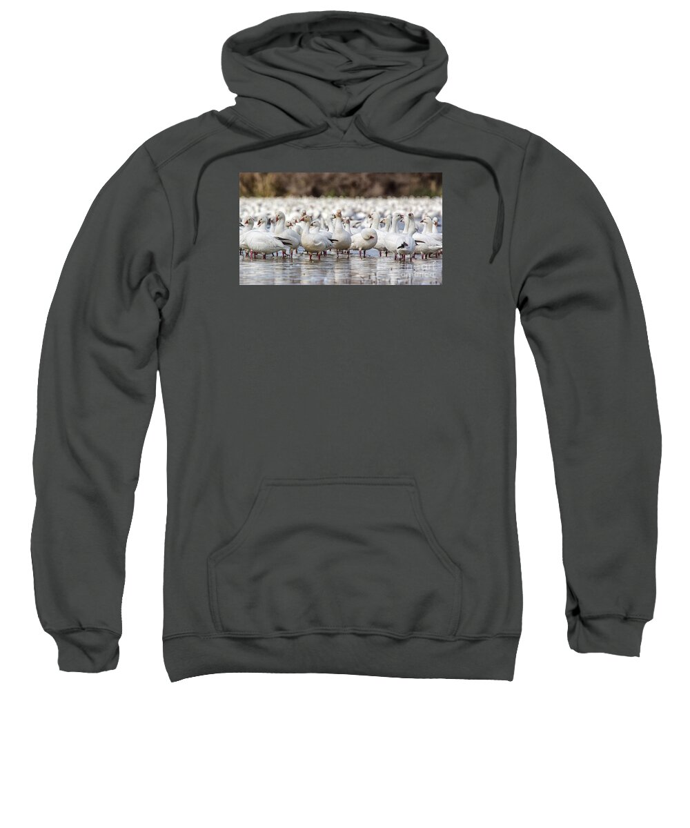Geese Sweatshirt featuring the photograph A Gaggle Of Geese by Mimi Ditchie