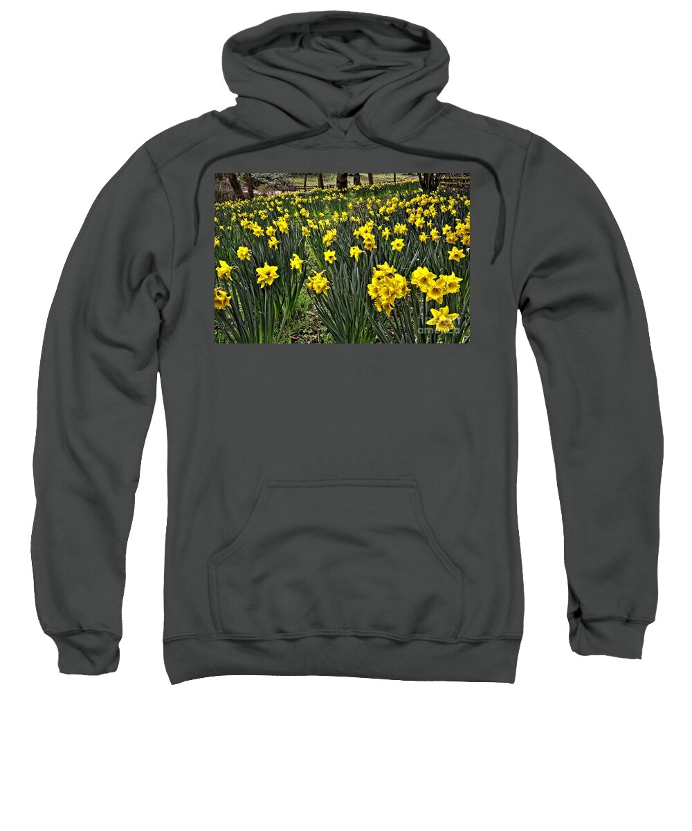 Daffodils Sweatshirt featuring the photograph A Host of Golden Daffodils by Martyn Arnold