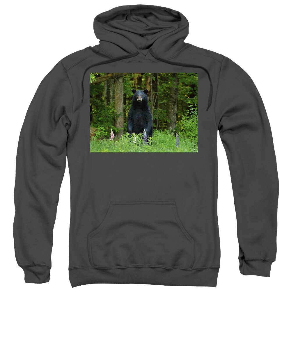 Bear Sweatshirt featuring the photograph A Surprise in the Lupine by Duane Cross