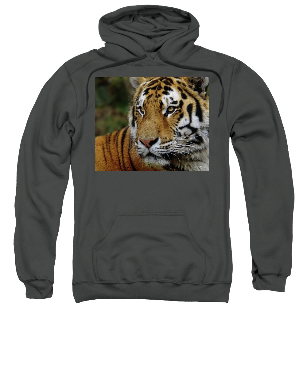 Tigers Sweatshirt featuring the photograph A Tiger's Look by Bill Stephens