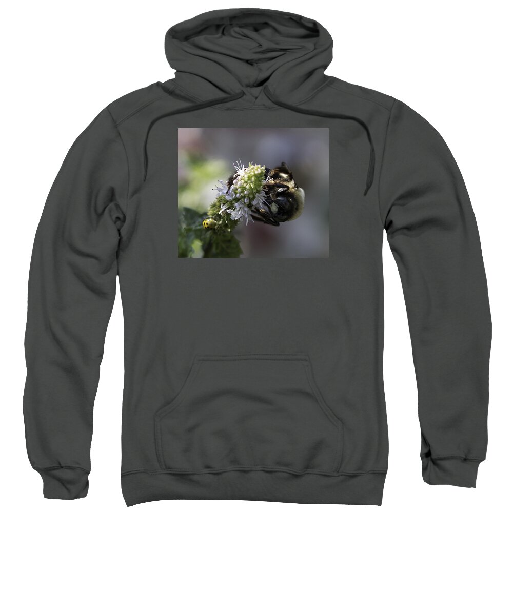 Bee Sweatshirt featuring the photograph A Twofer by Cathy Donohoue