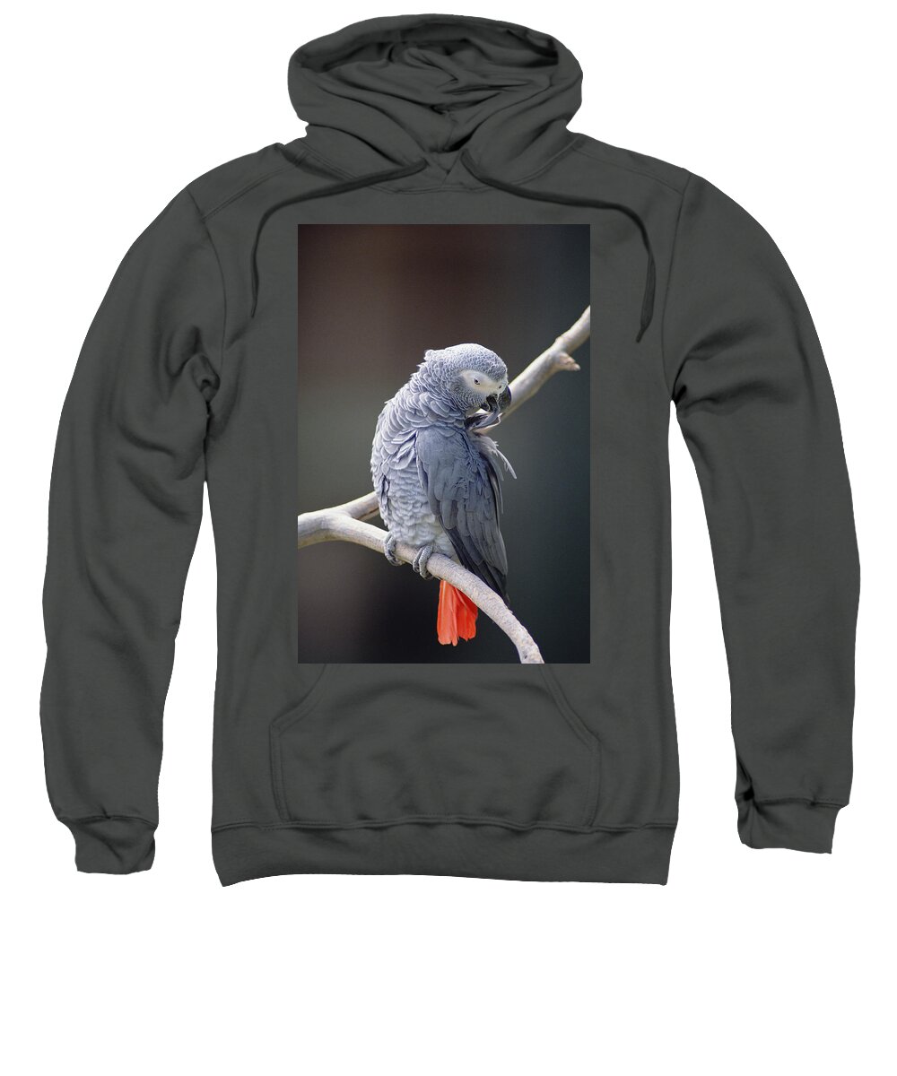 Mp Sweatshirt featuring the photograph African Grey Parrot Psittacus Erithacus by Gerry Ellis