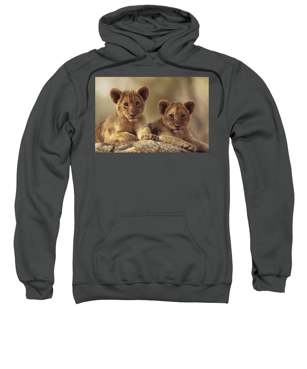 00171961 Sweatshirt featuring the photograph African Lion Cubs Resting On A Rock by Tim Fitzharris